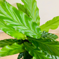 Calathea Rufibarba Blue Grass 12cm Pot Cassandra's Plants