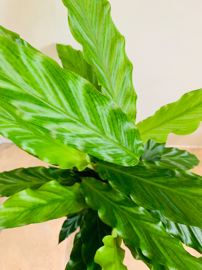 Calathea Rufibarba Blue Grass 12cm Pot Cassandra's Plants