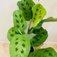 Maranta Leuconeura var. Kerchoveana - Rabbit’s Foot Cassandra's Plants