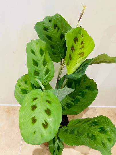 Maranta Leuconeura var. Kerchoveana - Rabbit’s Foot Cassandra's Plants