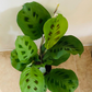 Maranta Leuconeura var. Kerchoveana - Rabbit’s Foot Cassandra's Plants