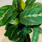 Calathea Maui Queen 17cm Pot Cassandra's Plants