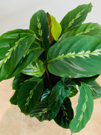 Calathea Maui Queen 17cm Pot Cassandra's Plants