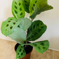 Maranta Leuconeura var. Kerchoveana - Rabbit’s Foot Cassandra's Plants