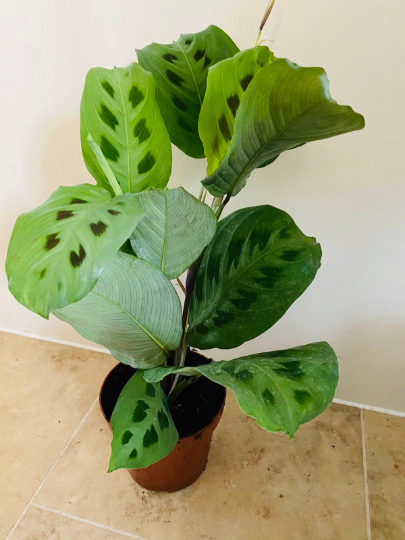 Maranta Leuconeura var. Kerchoveana - Rabbit’s Foot Cassandra's Plants