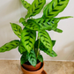 Calathea Leopardina 14cm Pot Cassandra's Plants