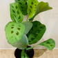 Maranta Leuconeura var. Kerchoveana - Rabbit’s Foot Cassandra's Plants