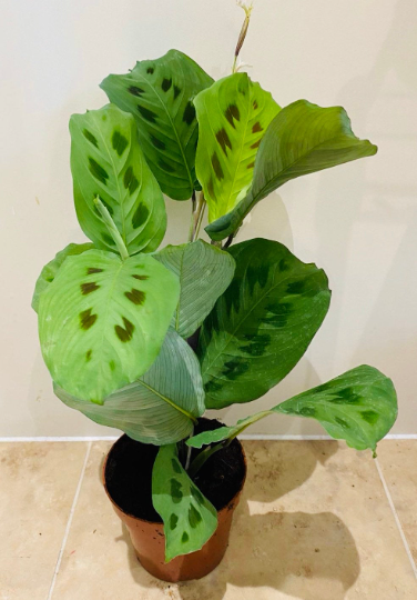 Maranta Leuconeura var. Kerchoveana - Rabbit’s Foot Cassandra's Plants