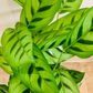 Calathea Leopardina 14cm Pot Cassandra's Plants