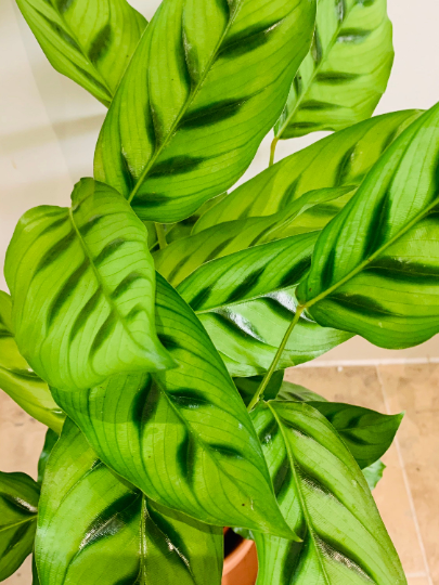 Calathea Leopardina 14cm Pot Cassandra's Plants