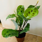 Maranta Leuconeura var. Kerchoveana - Rabbit’s Foot Cassandra's Plants