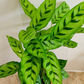 Calathea Leopardina 14cm Pot Cassandra's Plants