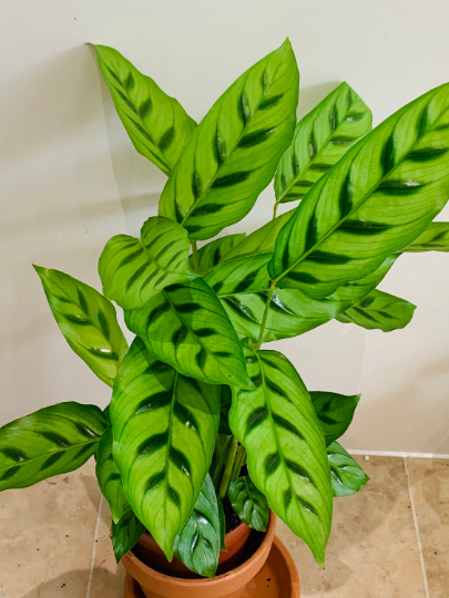 Calathea Leopardina 14cm Pot Cassandra's Plants