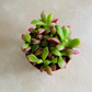 Anacampaseros Sunrise 5.5cm Pot Cassandra's Plants