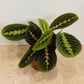 Maranta Leuconeura 'Fascinator Tricolor' Cassandra's Plants