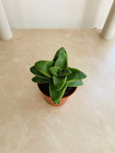 Crassula Springtime 5.5cm Pot Cassandra's Plants