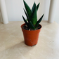 Haworthia Limifolia Fairy Washboard Cassandra's Plants