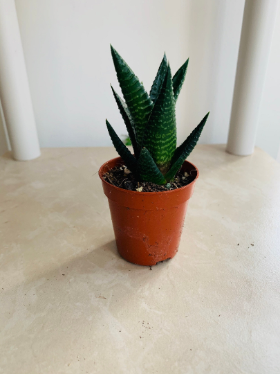 Haworthia Limifolia Fairy Washboard Cassandra's Plants