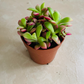 Anacampaseros Sunrise 5.5cm Pot Cassandra's Plants