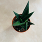 Haworthia Limifolia Fairy Washboard Cassandra's Plants