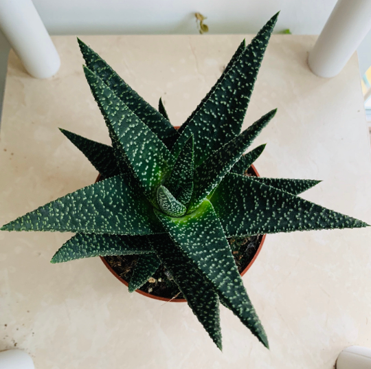 Gasterhaworthia Royal Highness Cassandra's Plants