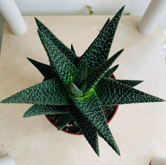 Gasterhaworthia Royal Highness Cassandra's Plants