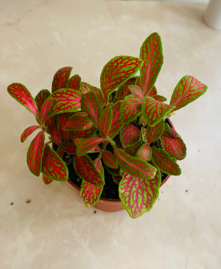 Fittonia Mosaic skeleton in 7cm pot Cassandra's Plants