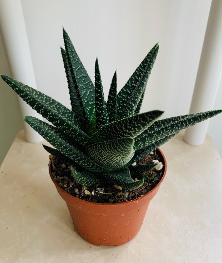Gasterhaworthia Royal Highness Cassandra's Plants