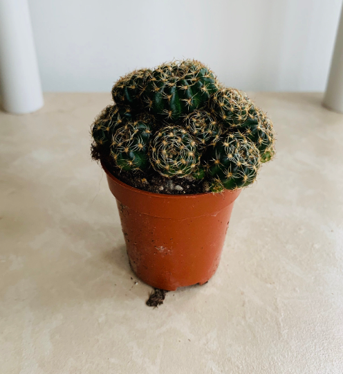 Echinopsis ancistrophora ssp. arachnacantha 5.5cm Pot Cassandra's Plants