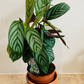 Ctenanthe Setosa 14cm pot Cassandra's Plants