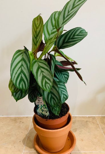 Ctenanthe Setosa 14cm pot Cassandra's Plants