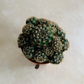 Echinopsis ancistrophora ssp. arachnacantha 5.5cm Pot Cassandra's Plants