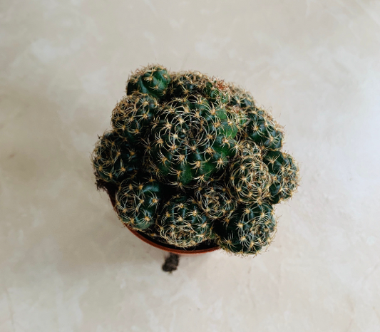 Echinopsis ancistrophora ssp. arachnacantha 5.5cm Pot Cassandra's Plants
