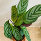 Ctenanthe Setosa 14cm pot Cassandra's Plants