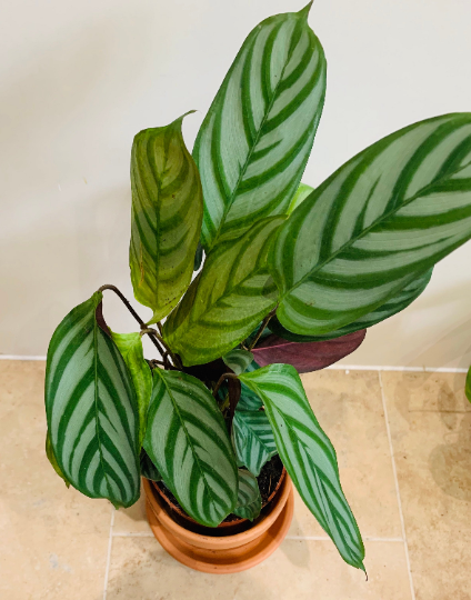 Ctenanthe Setosa 14cm pot Cassandra's Plants