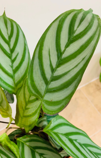 Ctenanthe Setosa 14cm pot Cassandra's Plants