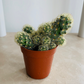 Mammillaria Elongata Cassandra's Plants