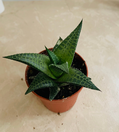 Haworthia Venosa Tessellata Cassandra's Plants