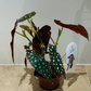  Begonia Maculata Silver Spot 12cm Pot Cassandra's Plants