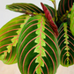 Maranta Leuconeura 'Fascinator Tricolor' Cassandra's Plants