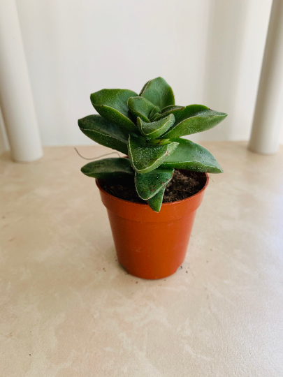 Crassula Springtime 5.5cm Pot Cassandra's Plants