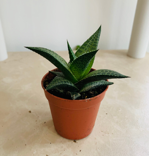 Haworthia Venosa Tessellata Cassandra's Plants