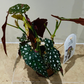  Begonia Maculata Silver Spot 12cm Pot Cassandra's Plants
