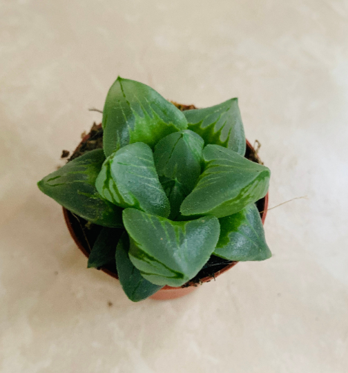 Haworthia Retusa "Ice City" in 5.5cm Pot Cassandra's Plants