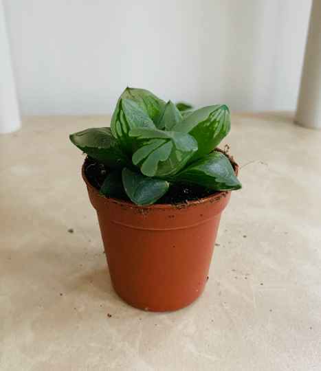 Haworthia Retusa "Ice City" in 5.5cm Pot Cassandra's Plants