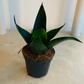 Sansevieria Trifasciata Black Dragon Cassandra's Plants