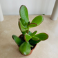 Jade Plant Crassula Ovata Money Tree Cassandra's Plants