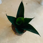 Sansevieria Trifasciata Black Dragon Cassandra's Plants