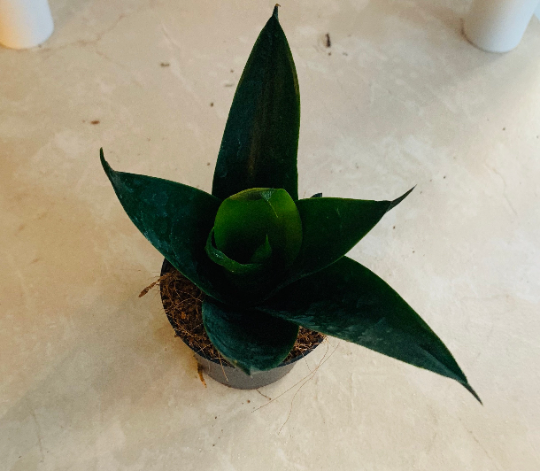 Sansevieria Trifasciata Black Dragon Cassandra's Plants