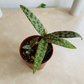 Ledebouria Socialis Silver Squill Cassandra's Plants